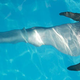 Illustration for article titled Dolphin Gets Prosthetic Tail